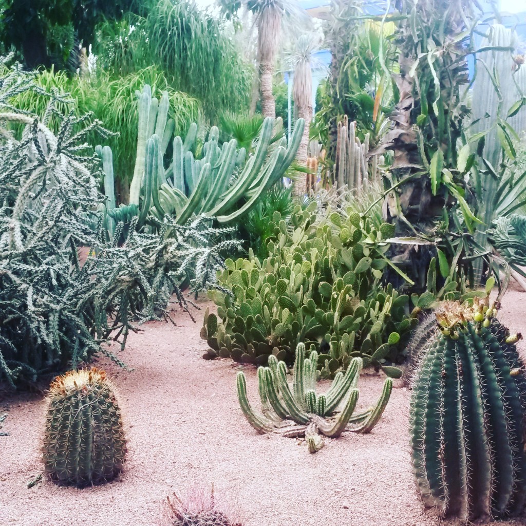 Jardin Majorelle catcuses Marrakech